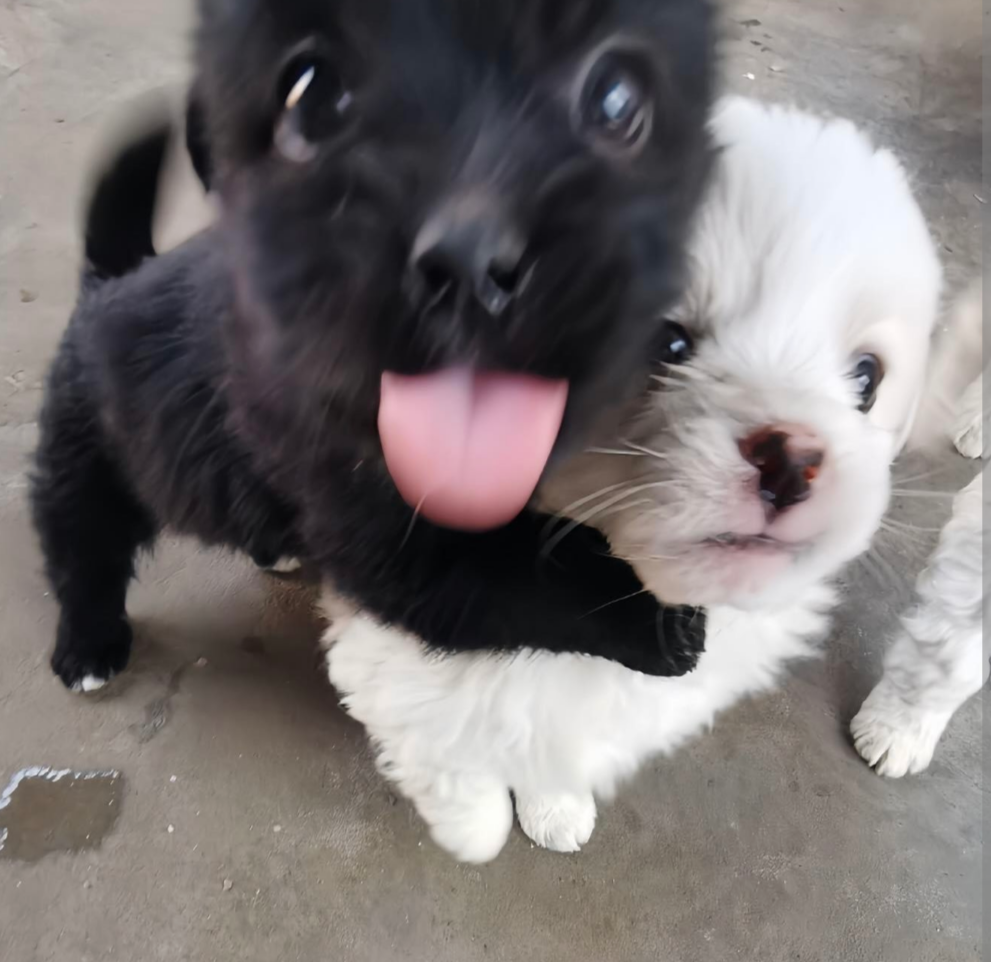 Franciny de Brito Coutinho